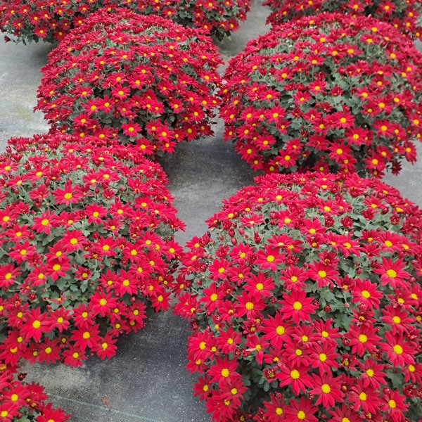 Chrysanthèmes Toussaint à Dax dans les Landes Chrysanthèmes Toussaint à Dax dans les Landes