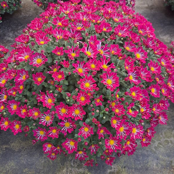 Chrysanthèmes Toussaint à Lit et Mixe