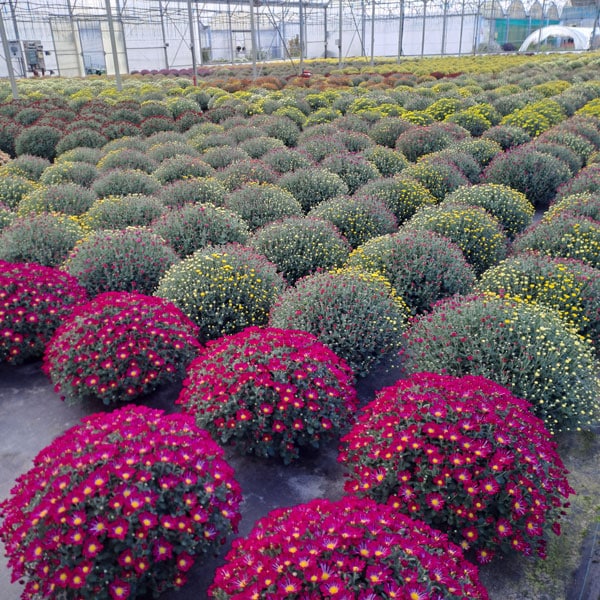 Chrysanthèmes Toussaint à Mimizan Chrysanthèmes Toussaint à Mimizan