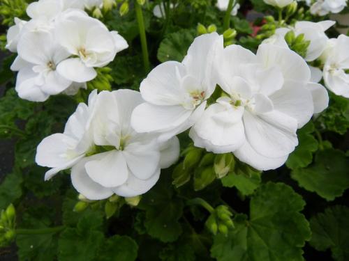 Géranium-blanc